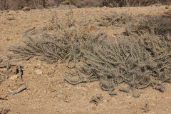 Euphorbia turkanensis image