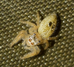 Thyene imperialis