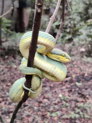 Craspedocephalus gramineus