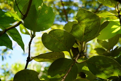 Monimia rotundifolia image