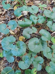 Asarum europaeum