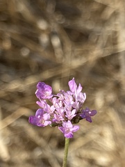 Sixalix atropurpurea