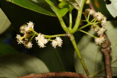 Image of Monimia rotundifolia