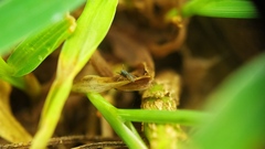 Salticidae