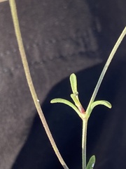 Sixalix atropurpurea