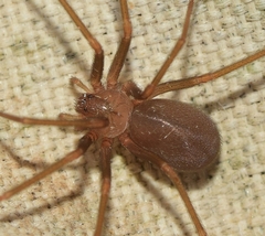 Loxosceles rufescens