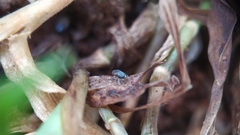 Salticidae
