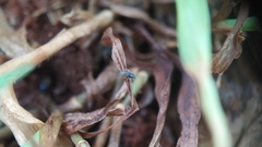 Salticidae