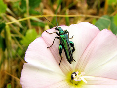 Oedemera nobilis