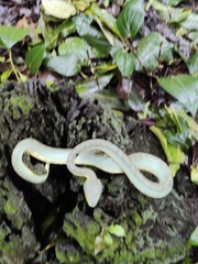 Craspedocephalus gramineus