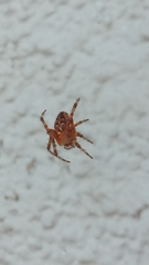 Araneus diadematus
