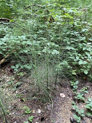 Equisetum telmateia
