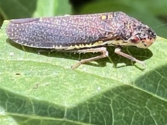 Paraulacizes irrorata