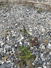 Sonchus