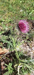 Cirsium eriophorum