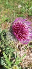 Cirsium eriophorum