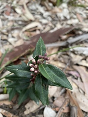 Leichhardtia suaveolens