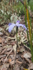 Cyanicula sericea