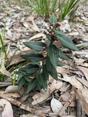 Leichhardtia suaveolens