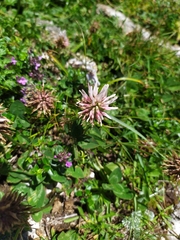 Trifolium ambiguum