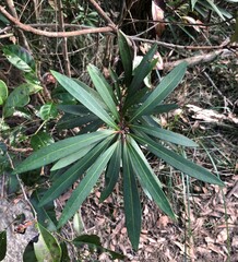 Tristaniopsis laurina