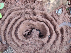 Pheidole sykesii