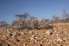 Euphorbia turkanensis image