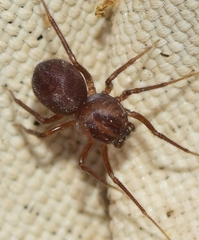 Scytodes velutina