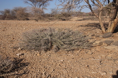 Euphorbia turkanensis image