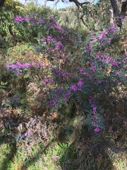 Indigofera australis australis