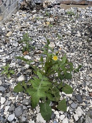 Sonchus