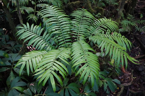 Ptisana fraxinea image