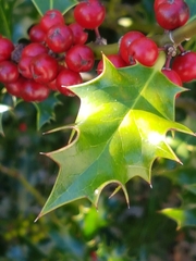 Ilex aquifolium