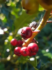 Ilex aquifolium