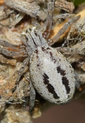 Stegodyphus lineatus