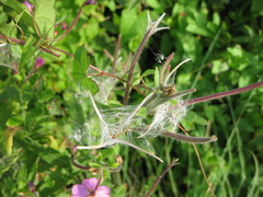 Epilobium parviflorum
