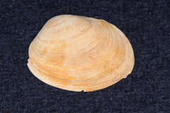 Venerupis largillierti