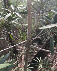 Tristaniopsis laurina