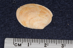 Venerupis largillierti