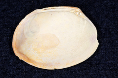 Venerupis largillierti