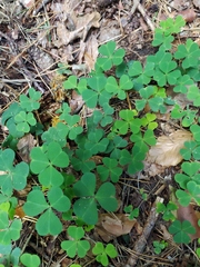 Oxalis acetosella