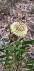 Isopogon sphaerocephalus