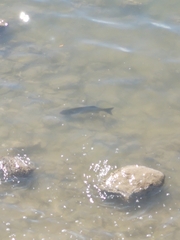 Actinopterygii