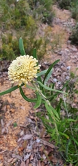Isopogon sphaerocephalus