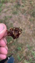 Andricus quercuscalicis