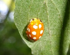 Vibidia duodecimguttata