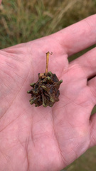 Andricus quercuscalicis