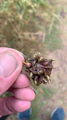 Andricus quercuscalicis