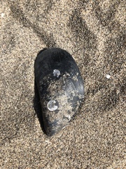 Mytilus galloprovincialis