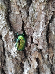 Protaetia speciosissima